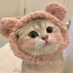 Avatar of Talha Raza